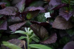 Hemigraphis alternata